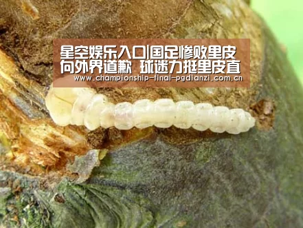 星空游戏官网